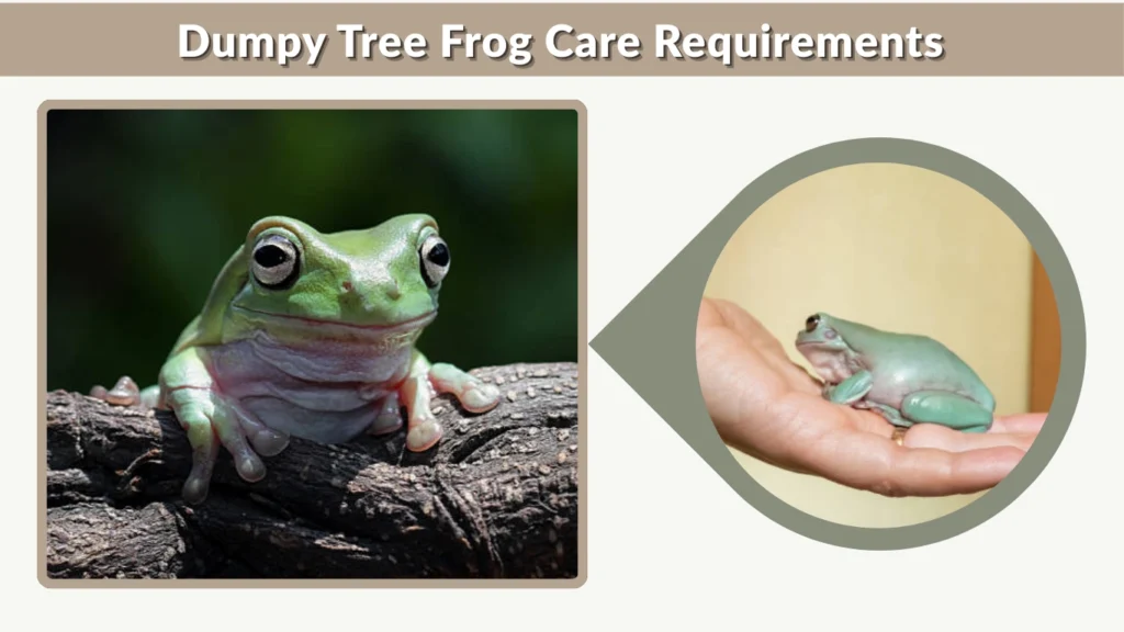 Dumpy Tree Frog Care Requirements