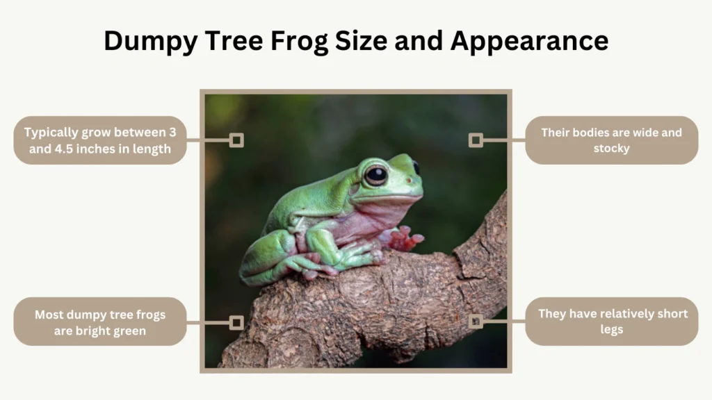 Dumpy Tree Frog Size and Appearance