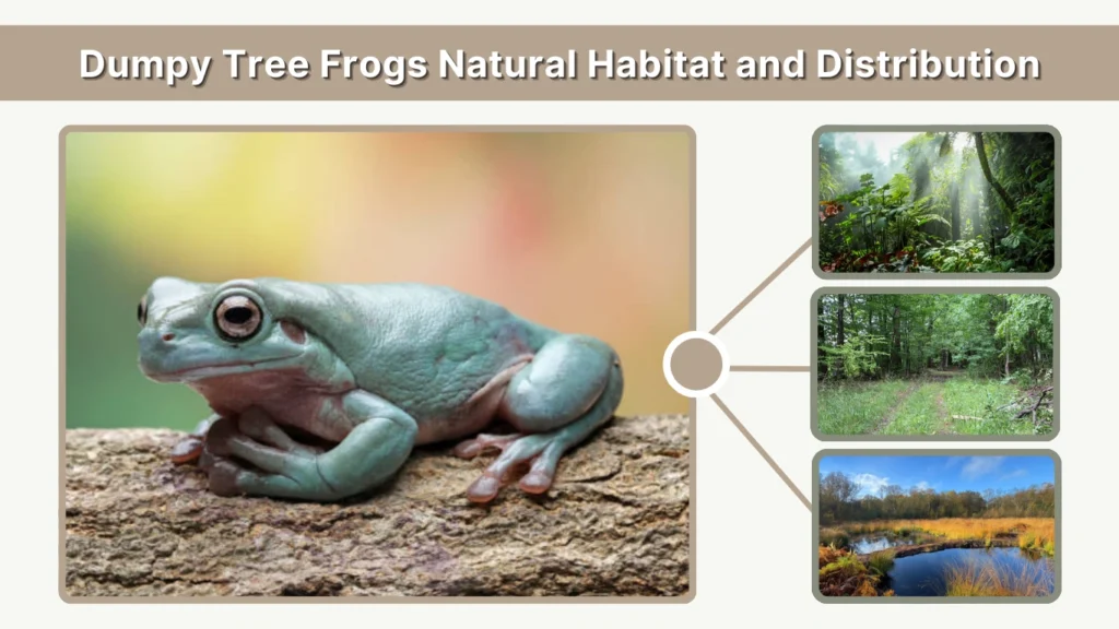 Dumpy Tree Frogs Natural Habitat and Distribution