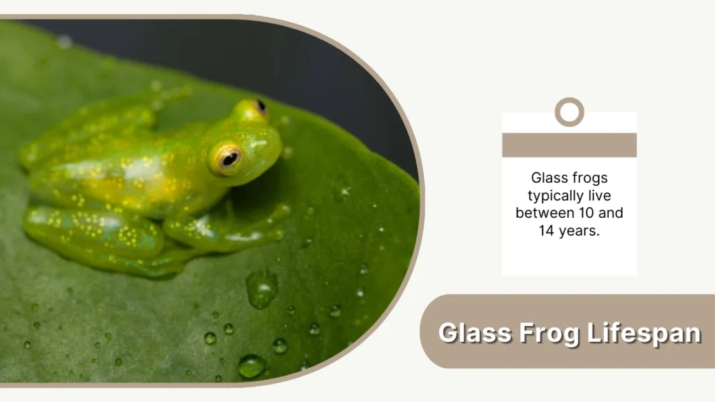 Glass Frog Lifespan