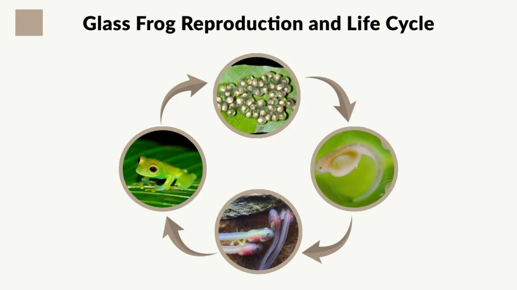 Glass Frog Reproduction and Life Cycle