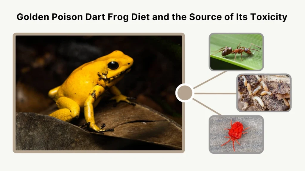 Golden Poison Dart Frog Diet and the Source of Its Toxicity