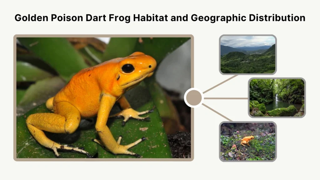 Golden Poison Dart Frog Habitat and Geographic Distribution