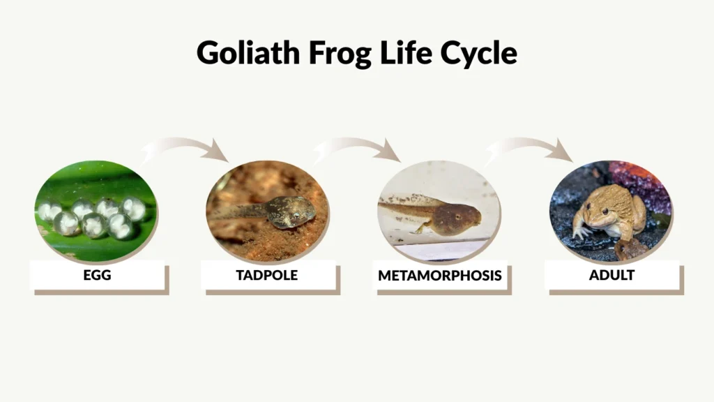 Goliath Frog Life Cycle