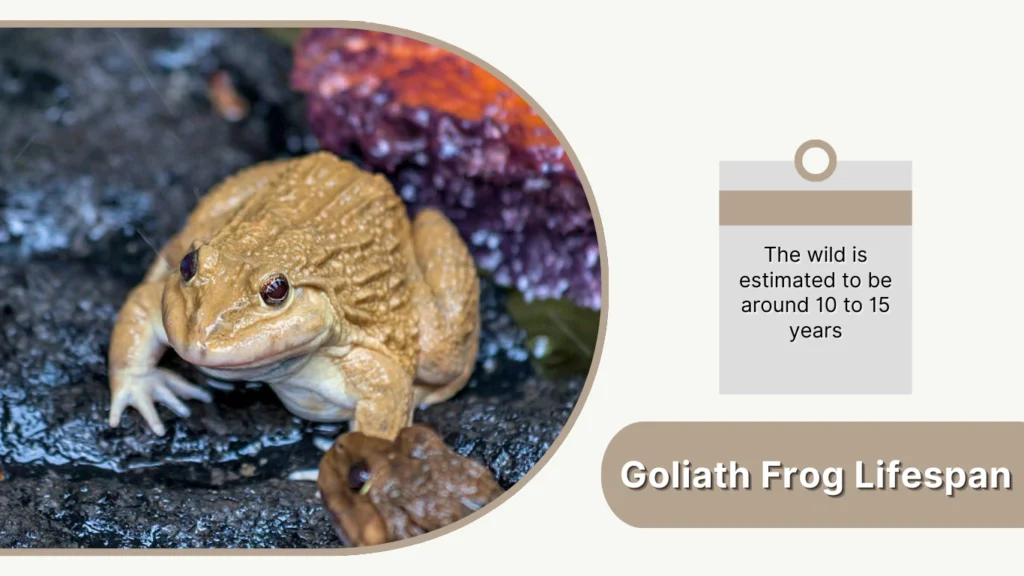 Goliath Frog Lifespan