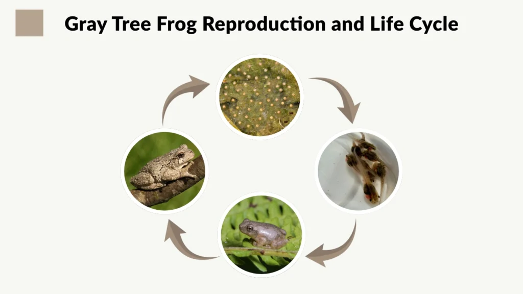 Gray Tree Frog Reproduction and Life Cycle