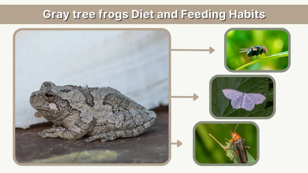 Gray tree frogs Diet and Feeding Habits