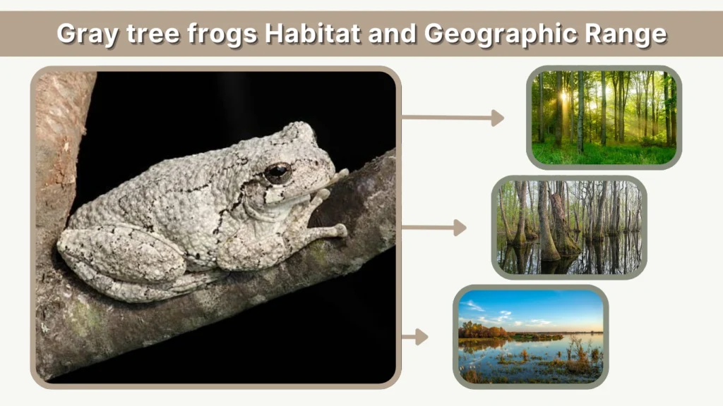 Gray tree frogs Habitat and Geographic Range