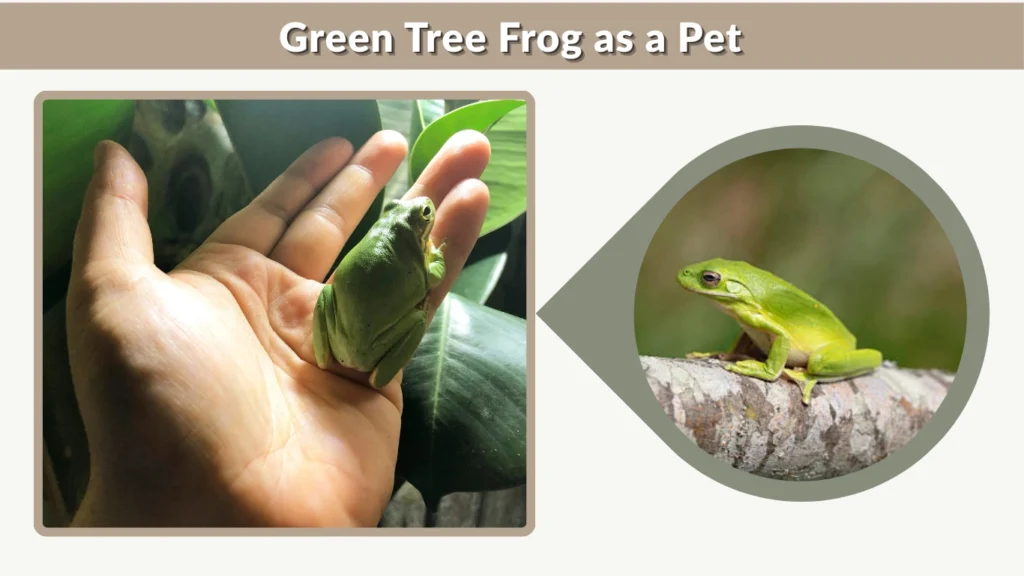Green Tree Frog as a Pet