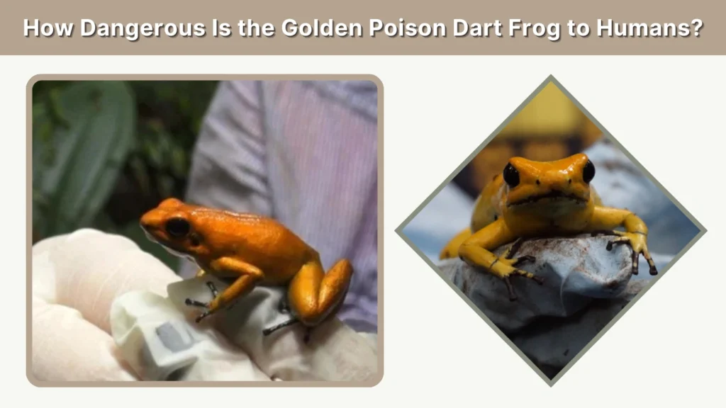 How Dangerous Is the Golden Poison Dart Frog to Humans