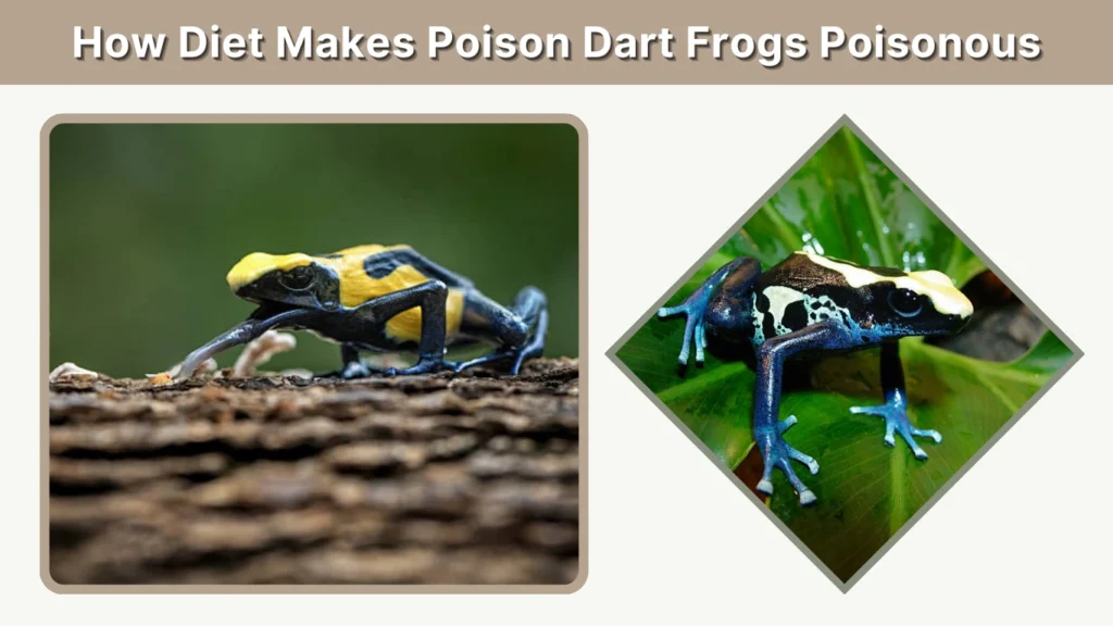 How Diet Makes Poison Dart Frogs Poisonous