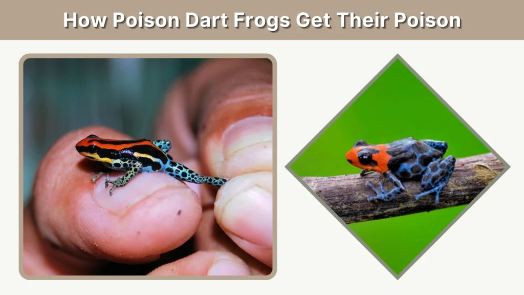 How Poison Dart Frogs Get Their Poison
