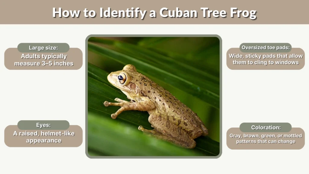 How to Identify a Cuban Tree Frog