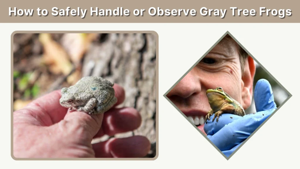 How to Safely Handle or Observe Gray Tree Frogs