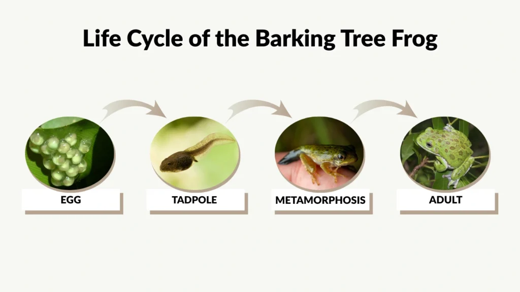 Life Cycle of the Barking Tree Frog