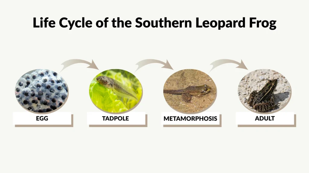 Life Cycle of the Southern Leopard Frog