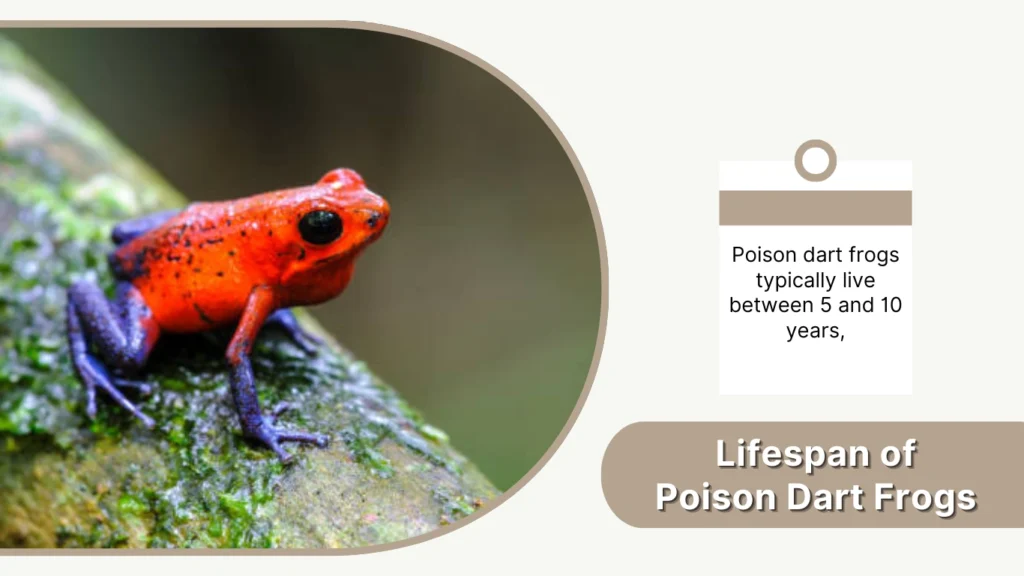 Lifespan of Poison Dart Frogs