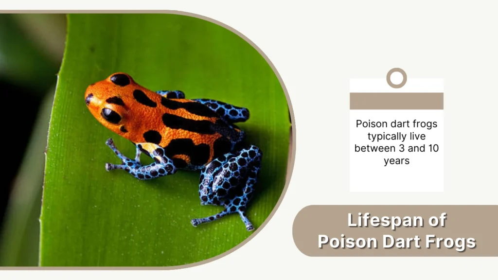 Lifespan of Poison Dart Frogs