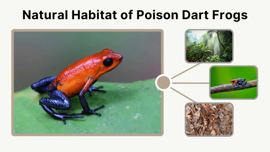 Natural Habitat of Poison Dart Frogs