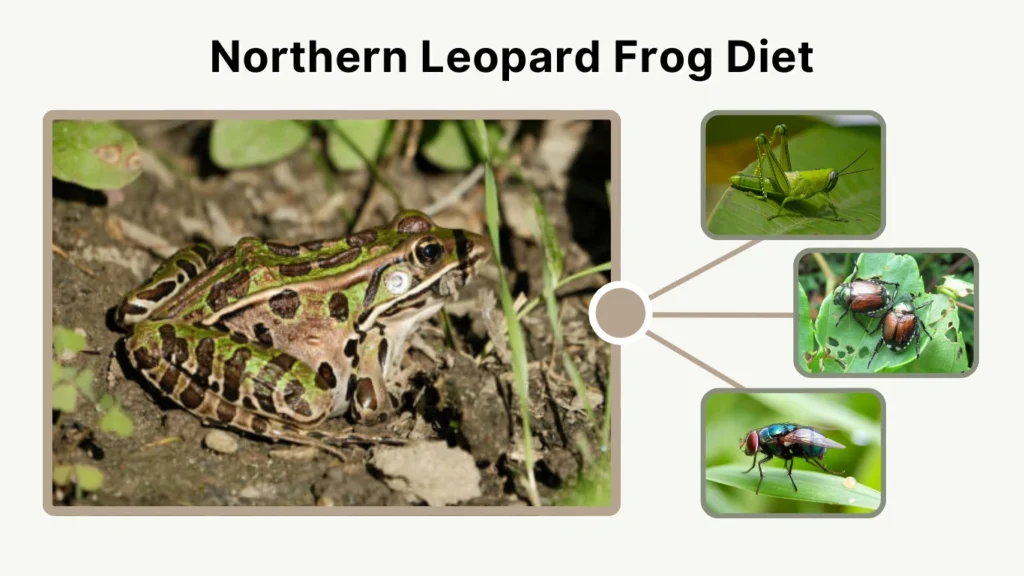 Northern Leopard Frog Diet