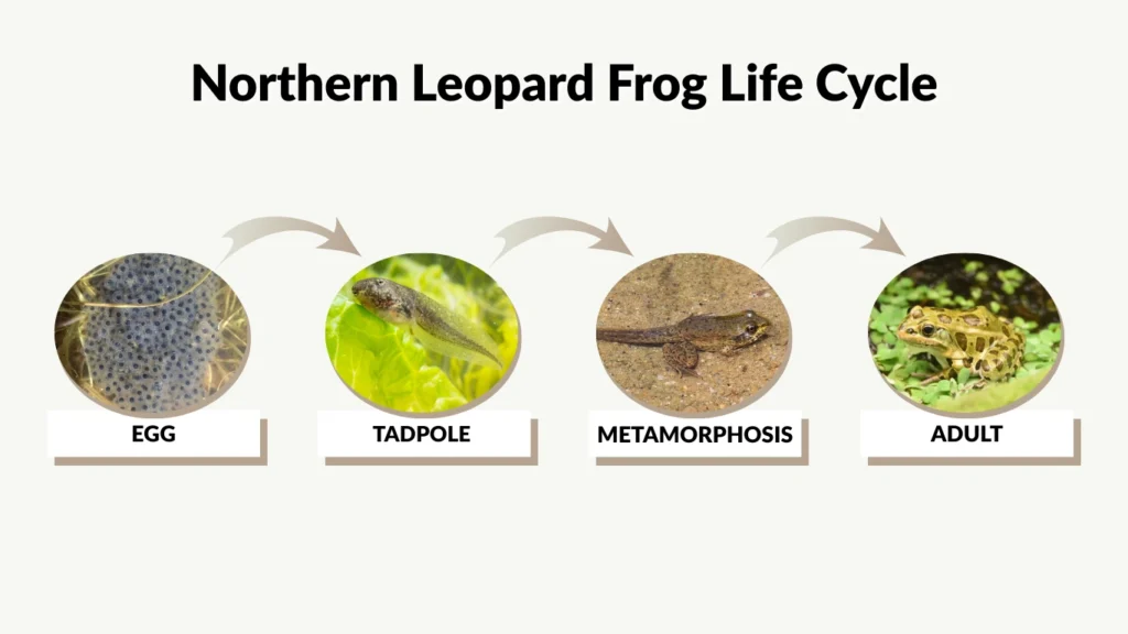 Northern Leopard Frog Life Cycle