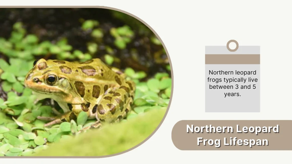 Northern Leopard Frog Lifespan