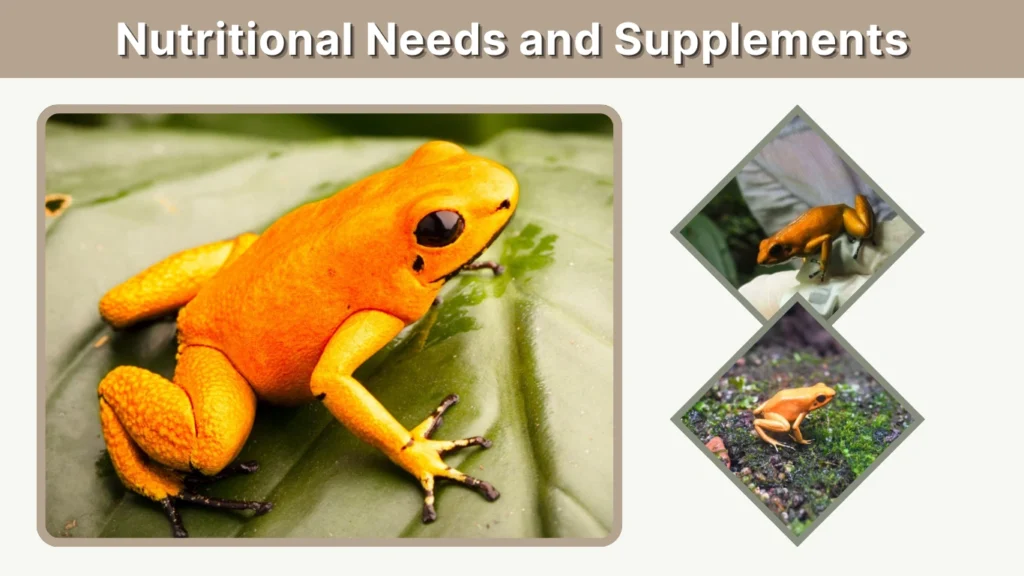 Nutritional Needs and Supplements