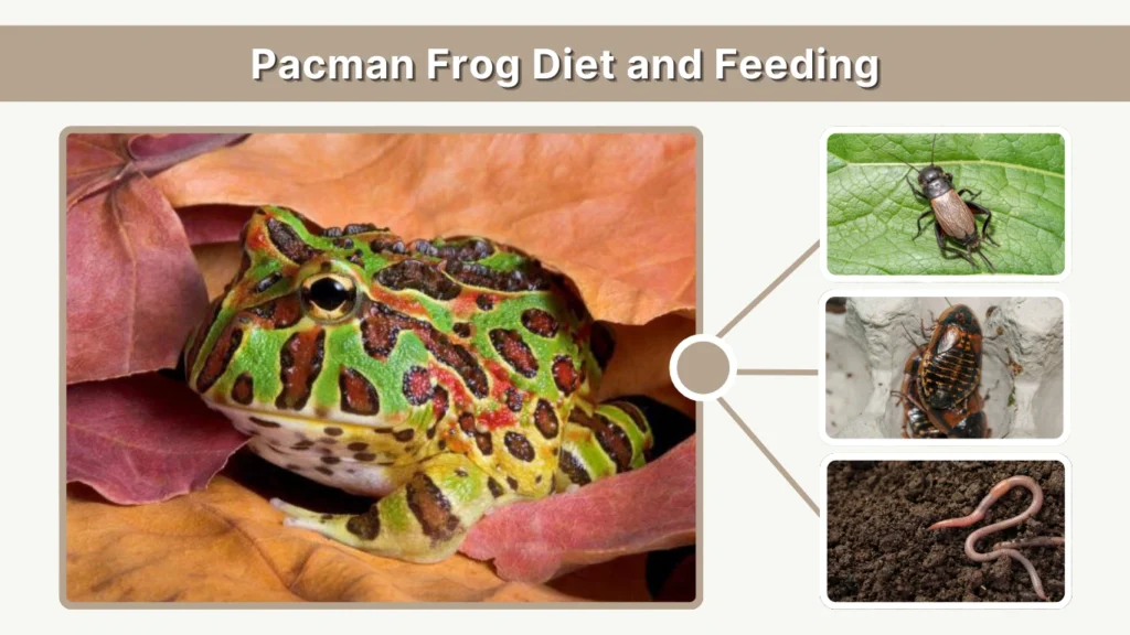 Pacman Frog Diet and Feeding