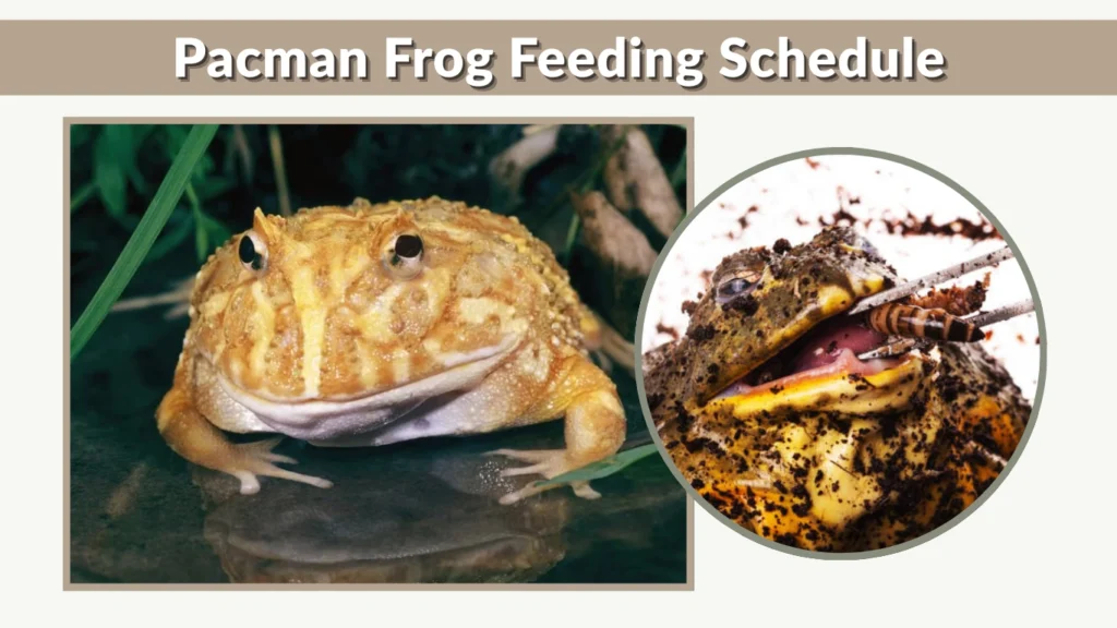 Pacman Frog Feeding Schedule