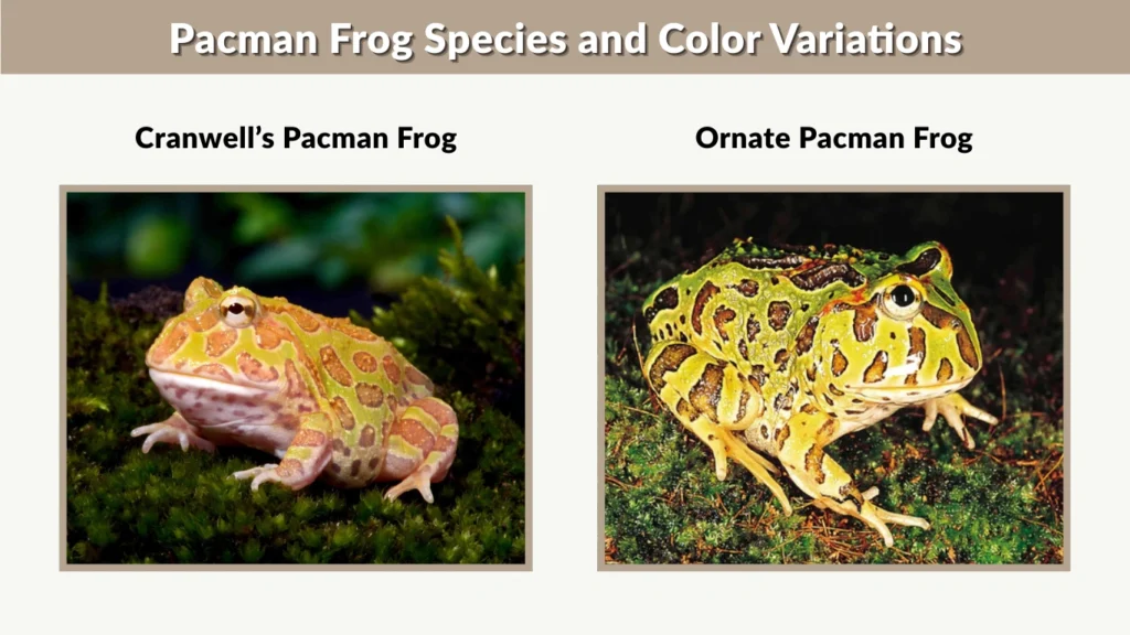 Pacman Frog Species and Color Variations
