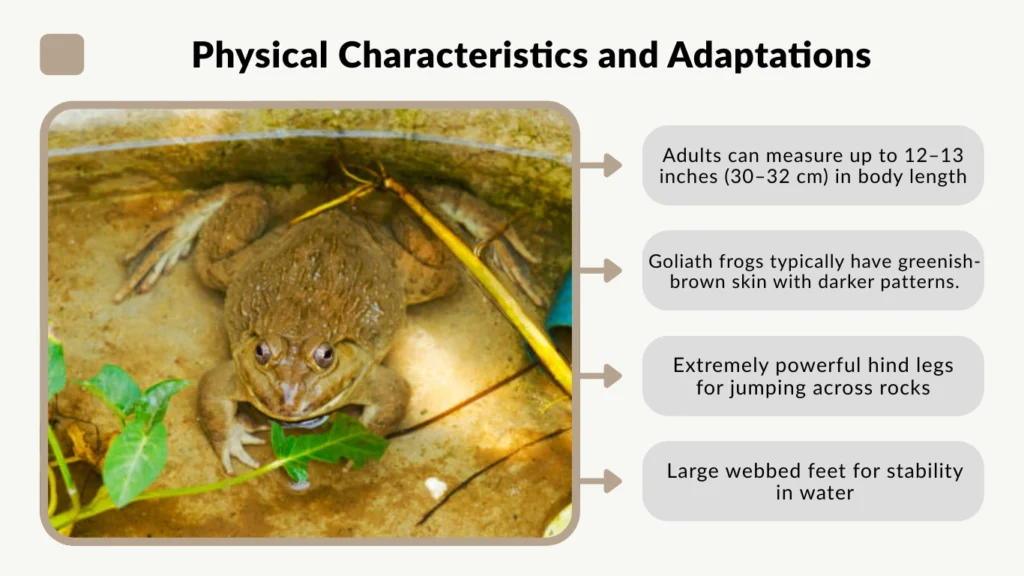Physical Characteristics and Adaptations