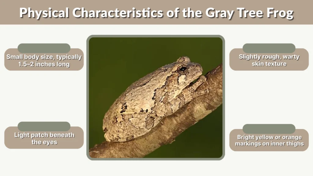 Physical Characteristics of the Gray Tree Frog