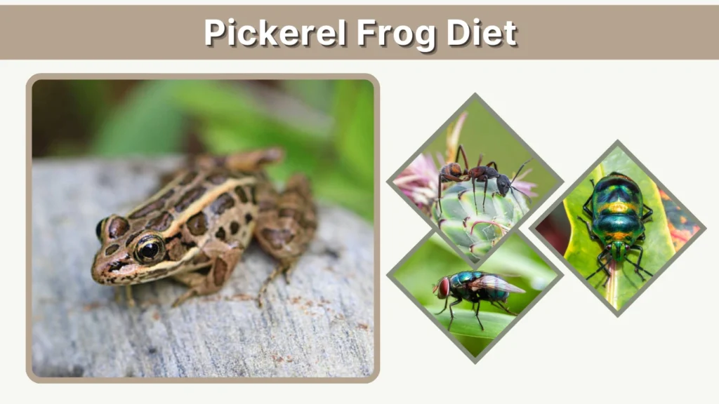 Pickerel Frog Diet
