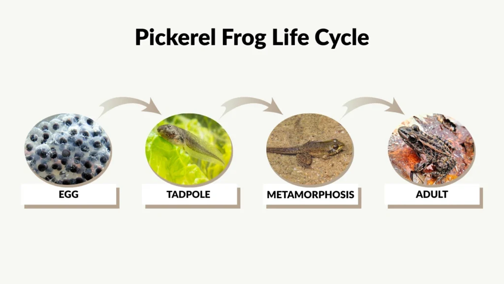 Pickerel Frog Life Cycle
