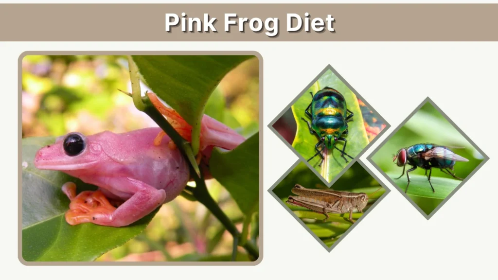 Pink Frog Diet