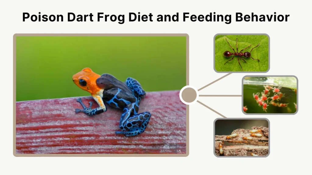 Poison Dart Frog Diet and Feeding Behavior
