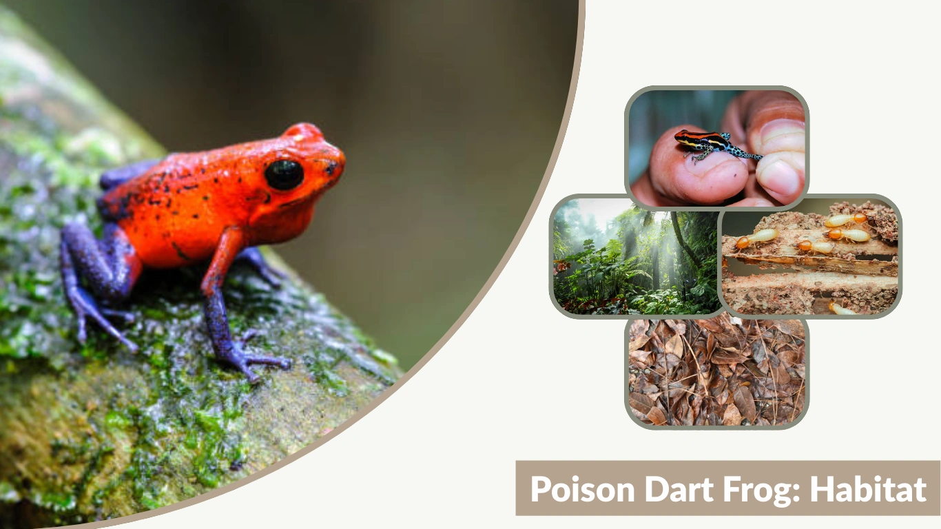 Poison Dart Frog Habitat, Toxicity, Diet, and Survival