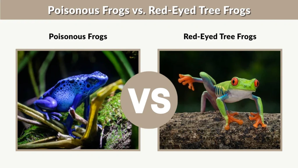 Poisonous Frogs vs. Red-Eyed Tree Frogs