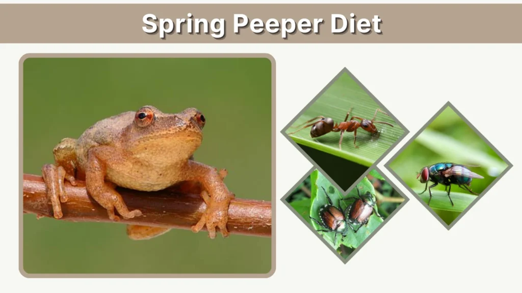 Spring Peeper Diet