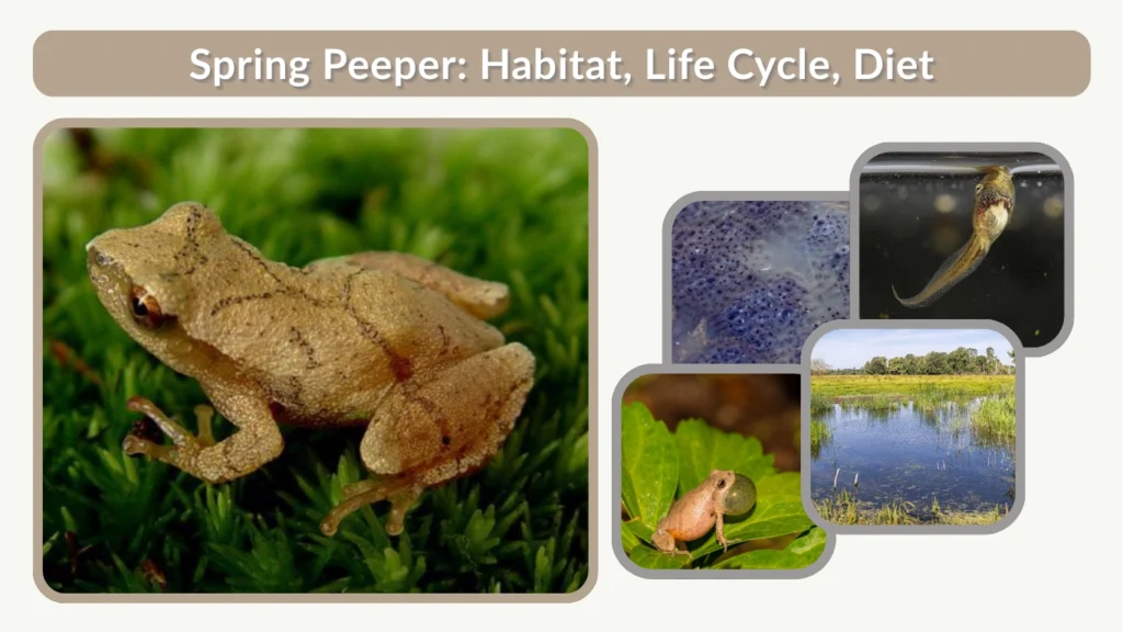 Spring Peeper Habitat, Life Cycle, Diet & Fascinating Facts