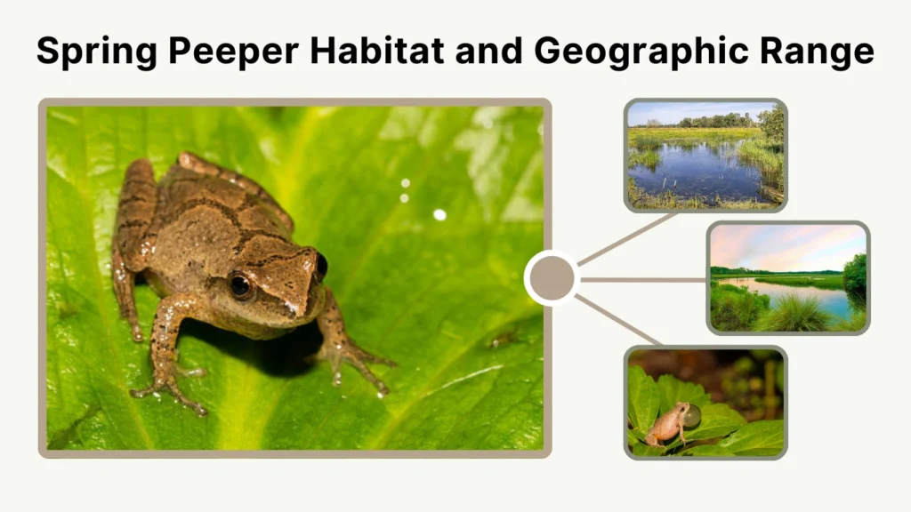 Spring Peeper Habitat and Geographic Range
