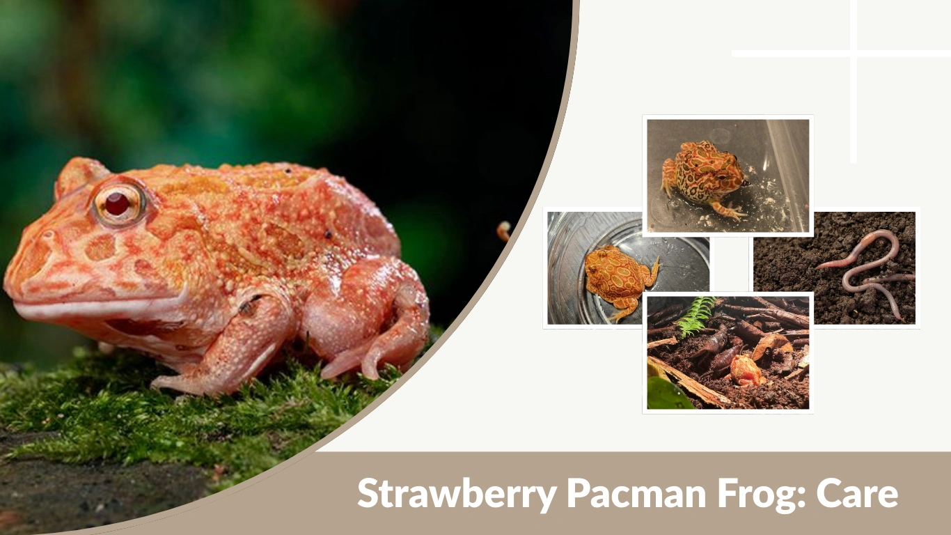 Strawberry Pacman Frog Care, Size, Diet, and Complete Guide