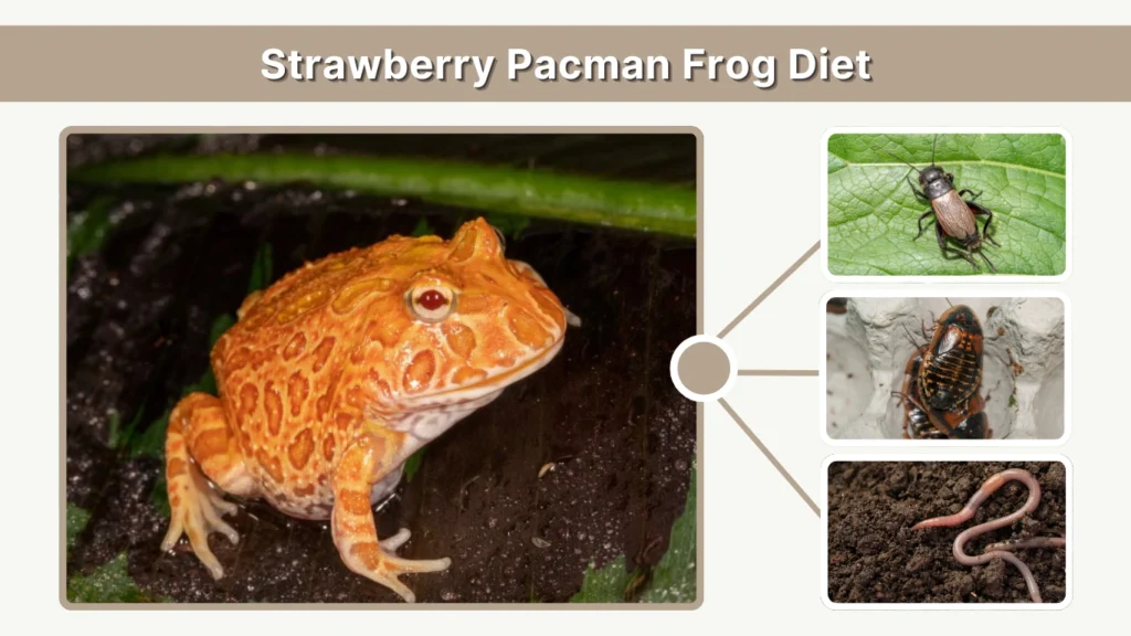 Strawberry Pacman Frog Diet