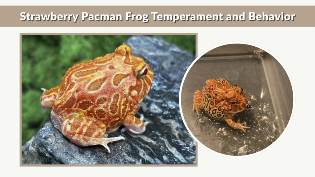 Strawberry Pacman Frog Temperament and Behavior