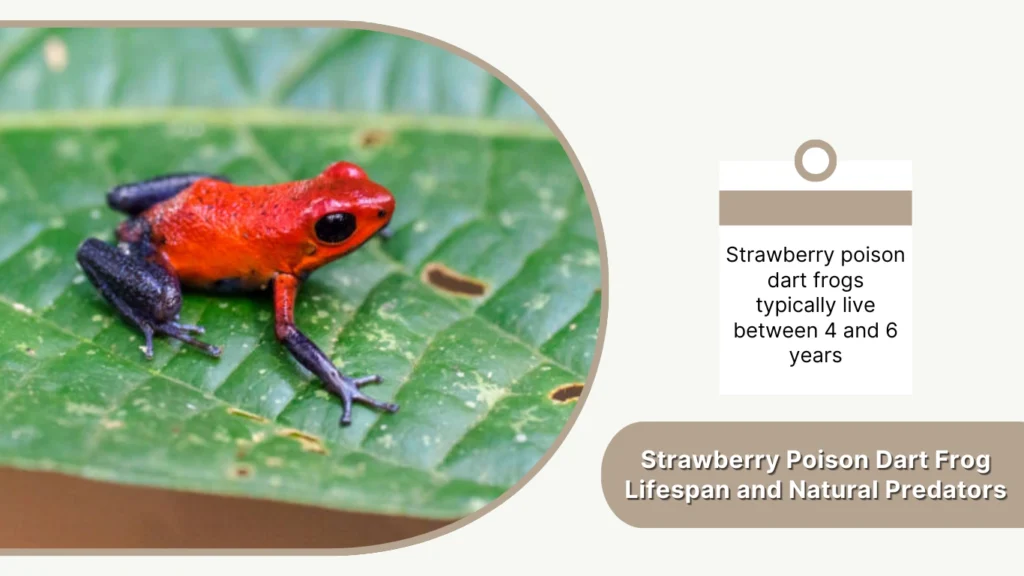 Strawberry Poison Dart Frog Lifespan and Natural Predators