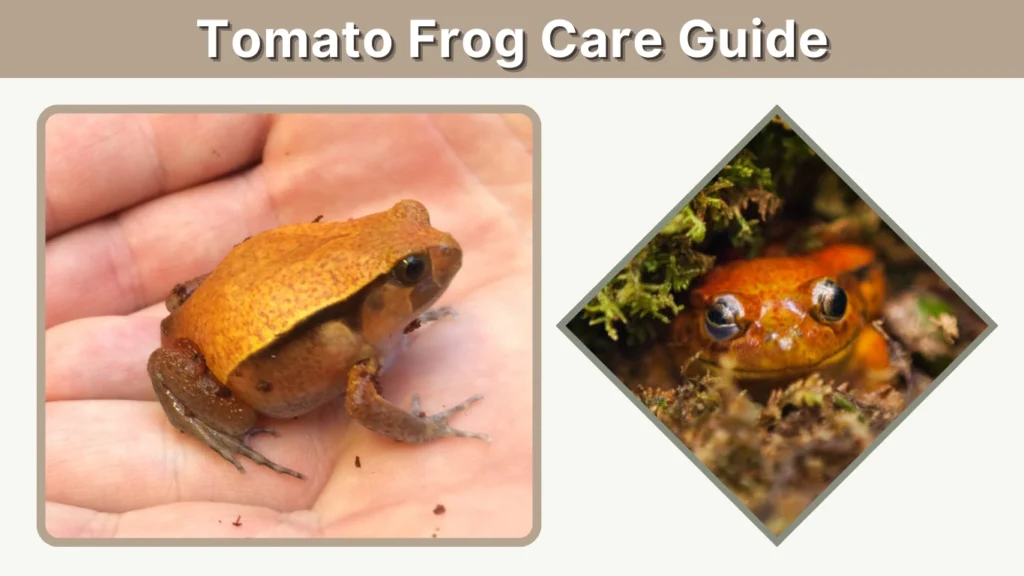 Tomato Frog Care Guide