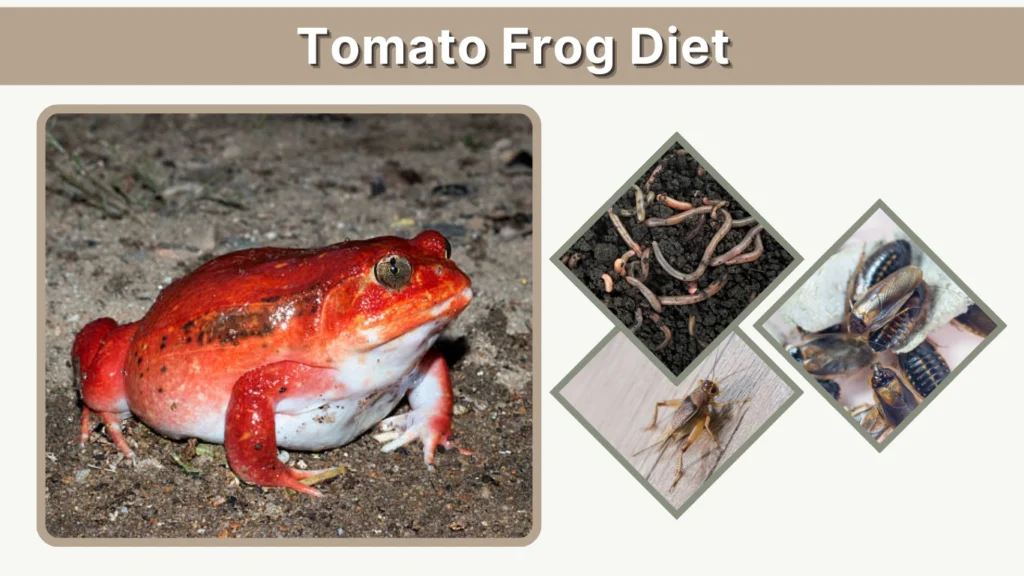Tomato Frog Diet