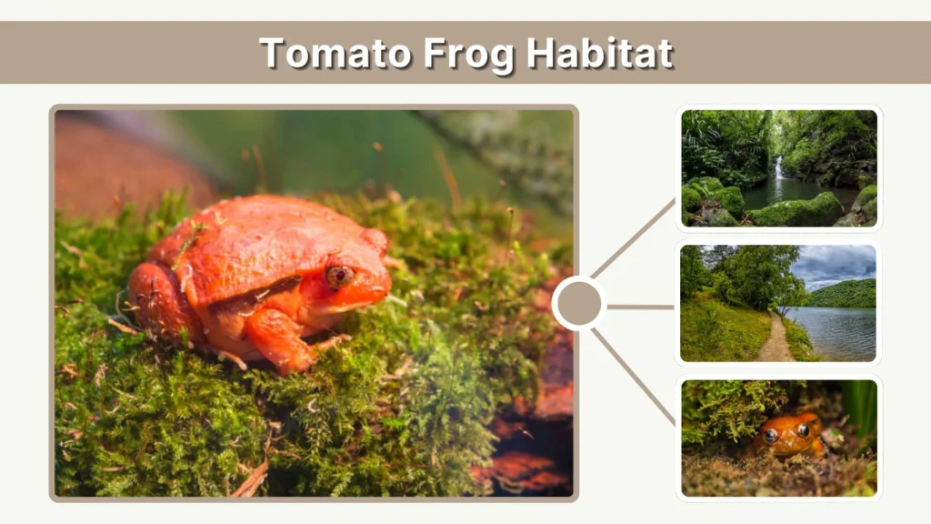 Tomato Frog Habitat