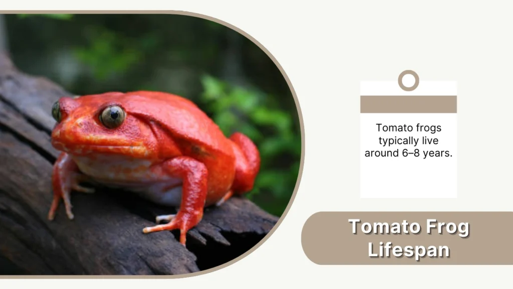 Tomato Frog Lifespan