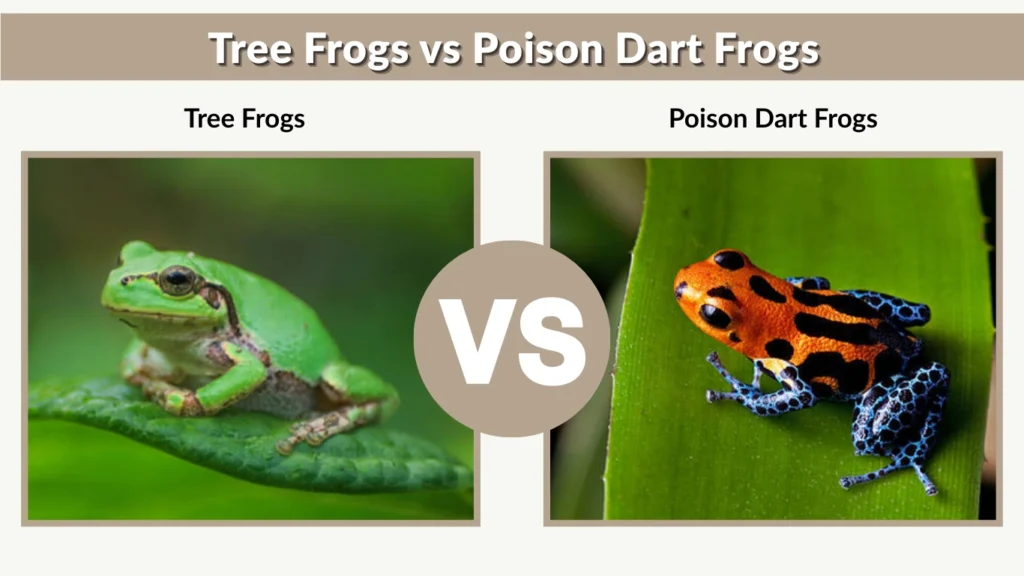 Tree Frogs vs Poison Dart Frogs